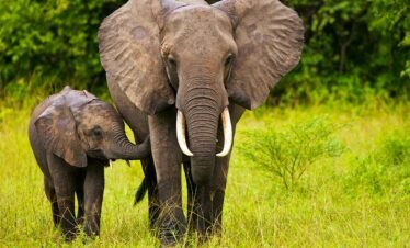 nimule-national-park
