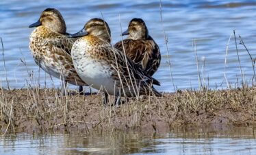 10Days Tour in South Sudan- Bird Watching