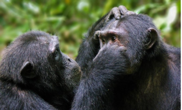3 Days Tour in South Sudan- Nimule National Park