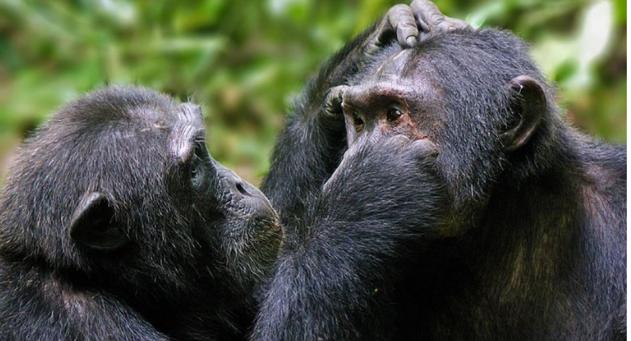 3 Days Tour in South Sudan- Nimule National Park