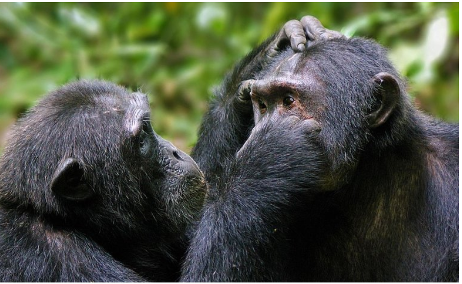 3 Days Tour in South Sudan- Nimule National Park