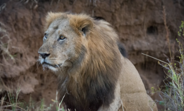 2 Day Tour in South Sudan-Shambe National Park