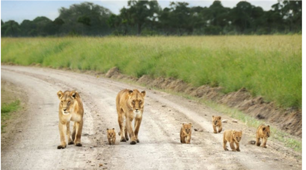 3 Days Tour in South Sudan- Nimule National Park