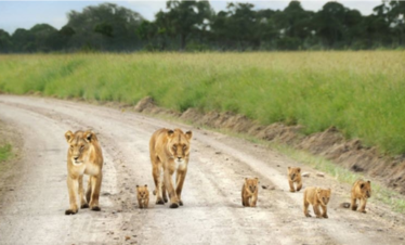 3 Days Tour in South Sudan- Nimule National Park