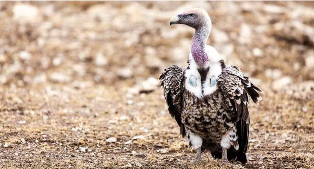 10Days Tour in South Sudan- Bird Watching