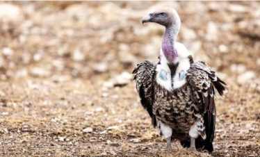 10Days Tour in South Sudan- Bird Watching