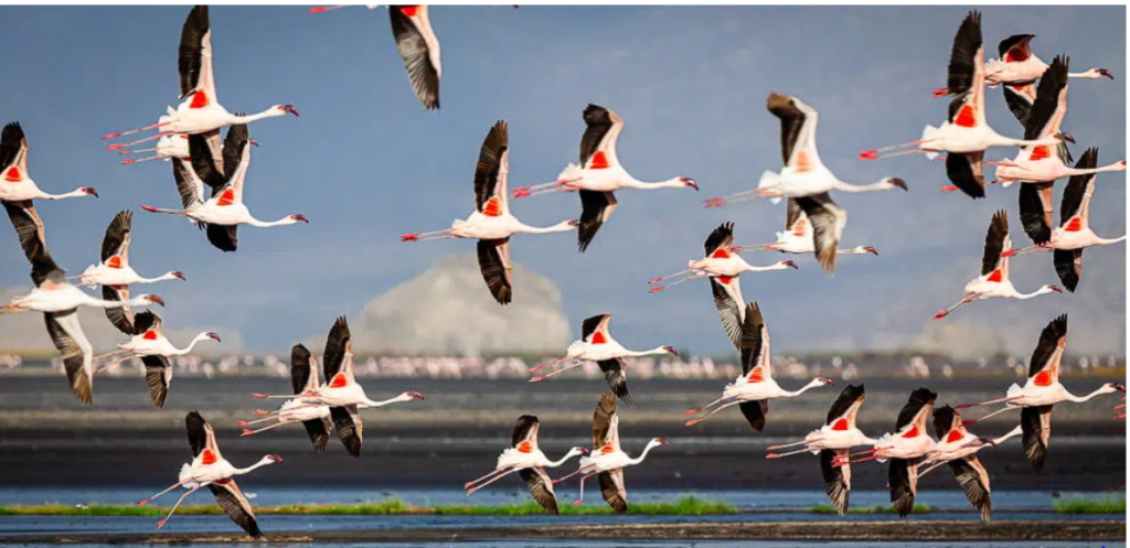 10Days Tour in South Sudan- Bird Watching