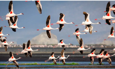 10Days Tour in South Sudan- Bird Watching