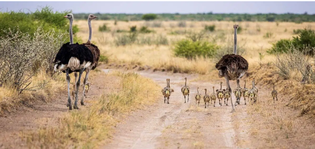 10Days Tour in South Sudan- Bird Watching
