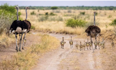 10Days Tour in South Sudan- Bird Watching
