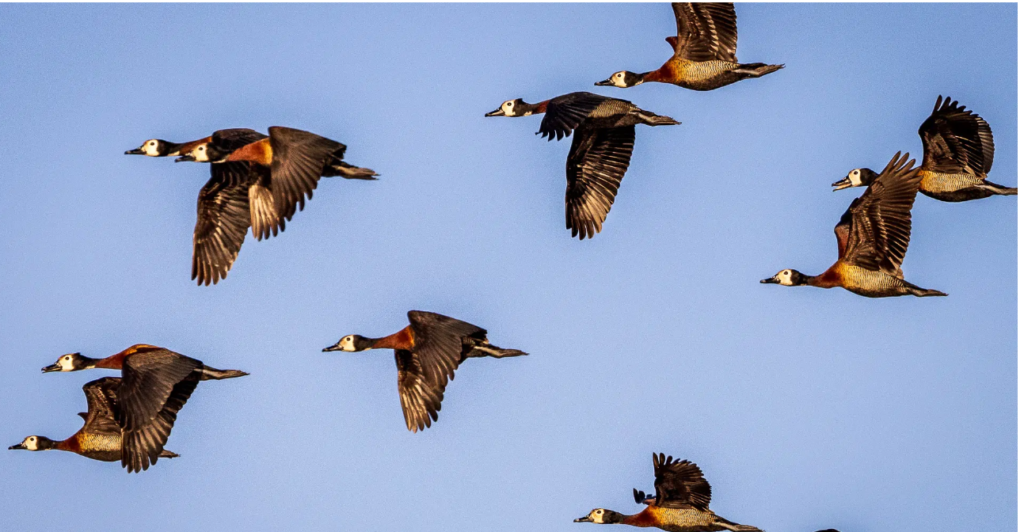 10Days Tour in South Sudan- Bird Watching