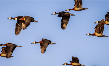 10Days Tour in South Sudan- Bird Watching