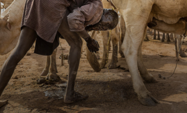 15 Days best Tour in South Sudan- Mundari Cattle Camp , Toposa, Jiye, Larim, Lokoto