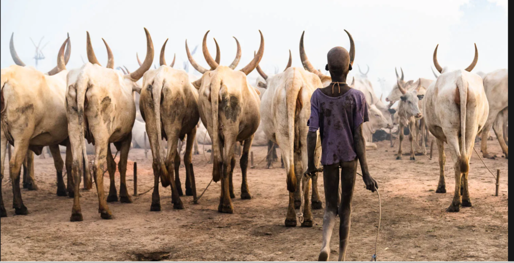 4 Days Tour in South Sudan- Mundari Cattle Camp Tour.