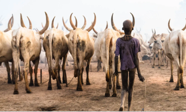 4 Days Tour in South Sudan- Mundari Cattle Camp Tour.