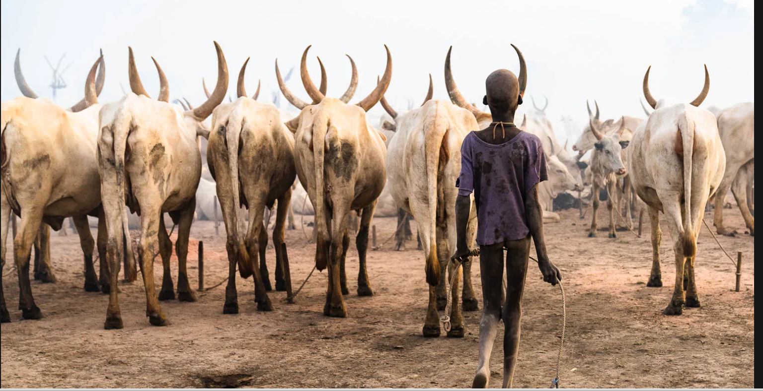 4 Days Tour in South Sudan- Mundari Cattle Camp Tour.