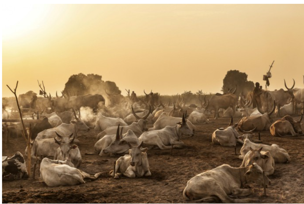 4 Days Tour in South Sudan- Mundari Cattle Camp Tour.