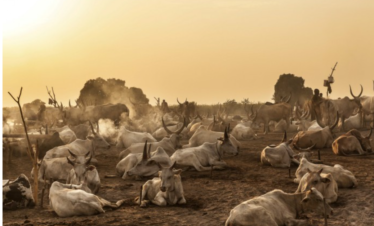 4 Days Tour in South Sudan- Mundari Cattle Camp Tour.