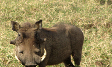 3 Days Tour in South Sudan- Nimule National Park