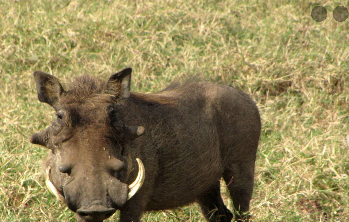 3 Days Tour in South Sudan- Nimule National Park