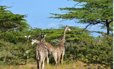 2 Day Tour in South Sudan-Shambe National Park