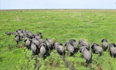 2 Day Tour in South Sudan-Shambe National Park