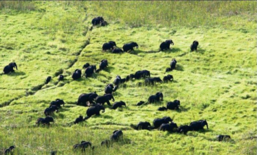 2 Day Tour in South Sudan-Shambe National Park