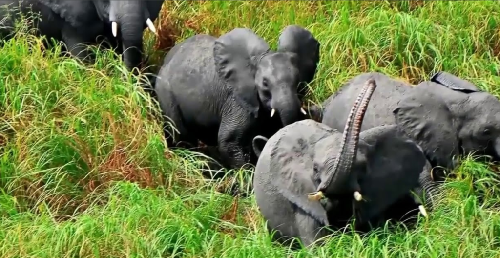 2 Days in south Sudan -Shambe Nationa Park
